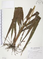 藏品(臺灣白及)的圖片