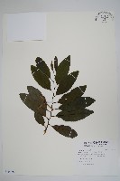 藏品(番荔枝、釋迦果、佛頭果)的圖片