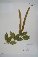 藏品(蒜香藤)的圖片