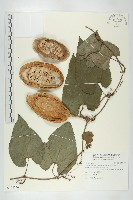 藏品(芋葉括樓)的圖片