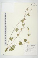 藏品(野牽牛)的圖片