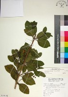 藏品(苦林盤)的圖片