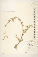 藏品(天蓬草舅)的圖片