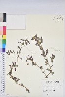 藏品(飛揚草)的圖片