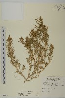 藏品(裸花鹼蓬)的圖片