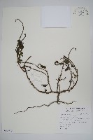 藏品(狗尾草)的圖片