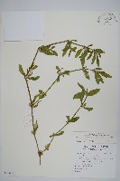 藏品(蓮子草)的圖片