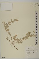 藏品(馬氏濱藜)的圖片