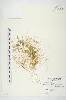 藏品(菟絲子)的圖片