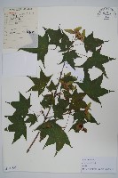 藏品(元寶槭)的圖片