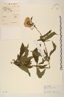 藏品(林氏澤蘭)的圖片