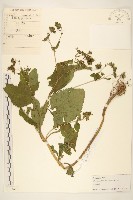 藏品(腺梗豨薟)的圖片