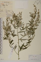 藏品(水蒿)的圖片