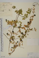 藏品(狗筋蔓)的圖片