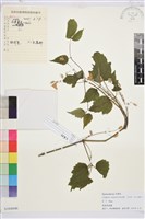 藏品(粗齒鐵線蓮)的圖片