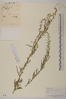 藏品(野艾蒿)的圖片