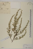 藏品(野艾蒿)的圖片