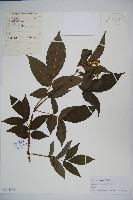 藏品(接骨木，木蒴藋)的圖片