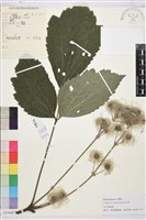 藏品(大葉鐵線蓮)的圖片