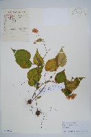 藏品(中華秋海棠)的圖片