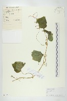 藏品(胡瓜、刺瓜)的圖片