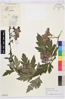 藏品(草烏頭)的圖片