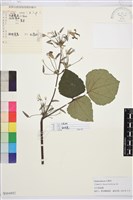 藏品(大葉鐵線蓮)的圖片