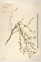 藏品(鵝仔草)的圖片