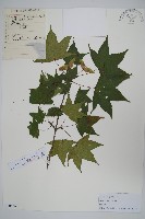 藏品(元寶槭)的圖片