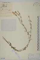 藏品(石竹、洛陽花、剪絨花)的圖片