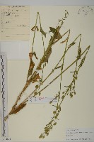 藏品(堅硬女婁菜)的圖片