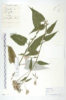 藏品(銀背風毛菊)的圖片