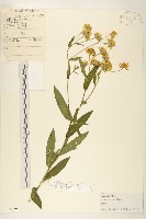 藏品(旋覆花)的圖片