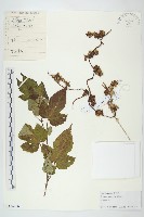 藏品(日本菟絲子)的圖片