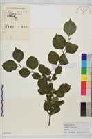 藏品(圓葉鼠李)的圖片