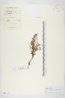 藏品(瓦松)的圖片