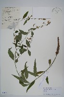 藏品(多歧沙參)的圖片