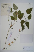 藏品(薺苨)的圖片