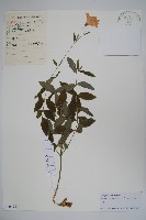 藏品(桔梗)的圖片