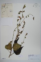 藏品(薺苨)的圖片