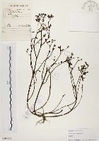 藏品(馬齒莧)的圖片