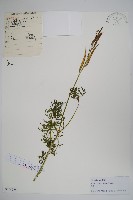 藏品(角蒿)的圖片