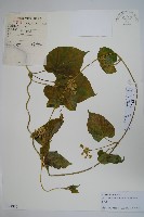 藏品(牛皮消)的圖片