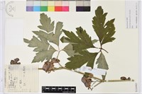 藏品(草烏頭)的圖片