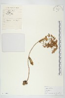 藏品(費菜)的圖片