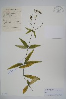 藏品(輪葉沙參)的圖片