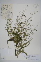 藏品(多歧沙參)的圖片