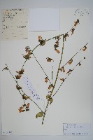 藏品(薺苨)的圖片