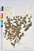 藏品(葉底珠、市蔥密花葉底珠)的圖片