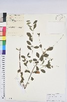 藏品(葉底珠、市蔥密花葉底珠)的圖片